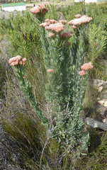 Syncarpha milleflora