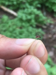 Aedes atlanticus