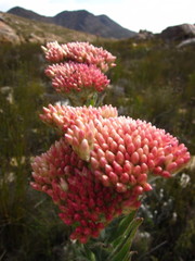 Syncarpha milleflora