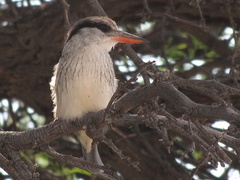 Striped Kingfisher photo 2