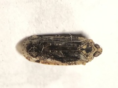 Catonia nava