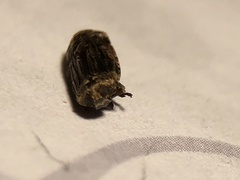 Catonia nava