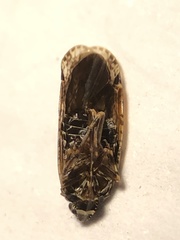 Catonia nava