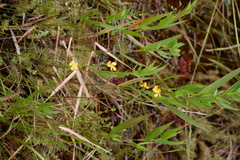 Hypericum denticulatum