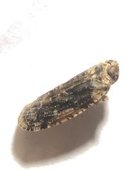 Catonia nava