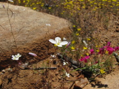 Heliophila variabilis