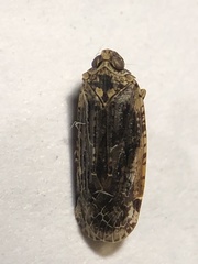 Catonia nava