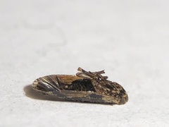 Catonia nava