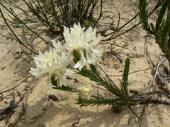 Lachnaea eriocephala