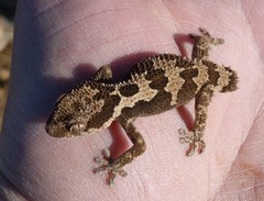 Pachydactylus rugosus