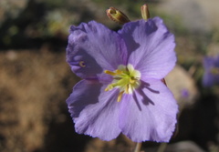 Heliophila trifurca