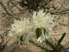 Lachnaea eriocephala