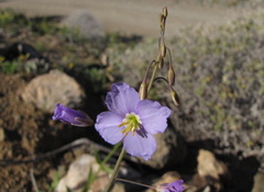 Heliophila trifurca