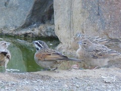 Emberiza capensis capensis