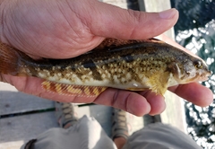 Hexagrammos stelleri