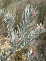 Leucospermum parile