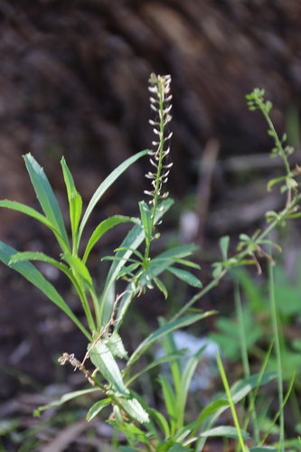 Lepidium africanum