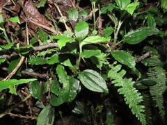 Odontochilus tashiroi