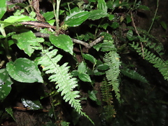 Odontochilus tashiroi