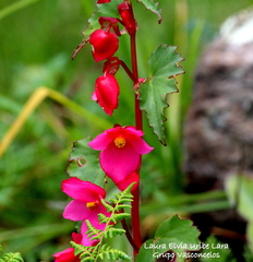 Begonia gracilis