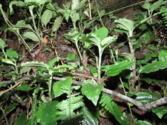 Odontochilus tashiroi