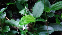 Odontochilus tashiroi