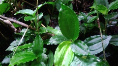 Odontochilus tashiroi