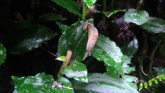 Odontochilus tashiroi