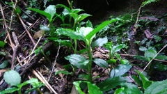 Odontochilus tashiroi