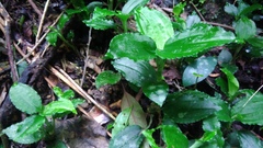 Odontochilus tashiroi