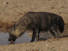Brown Hyena photo 2