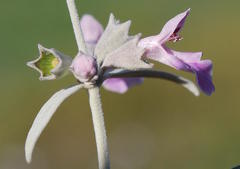 Stachys rugosa