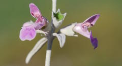 Stachys rugosa