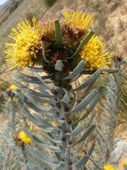 Leucospermum parile