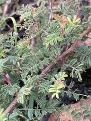 Mimosa burkartii