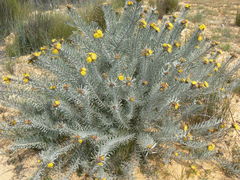 Leucospermum parile