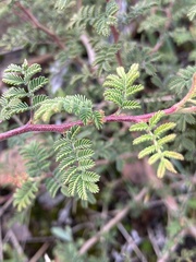 Mimosa burkartii