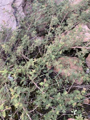Mimosa burkartii