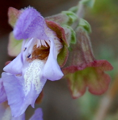 Salvia dentata