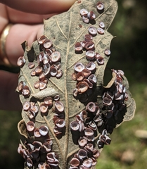 Phylloteras volutellae