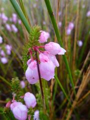 Erica inclusa