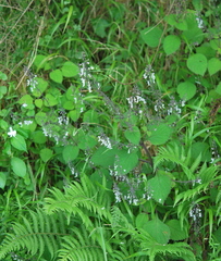 Plectranthus grallatus