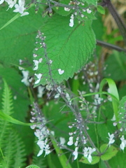 Plectranthus grallatus