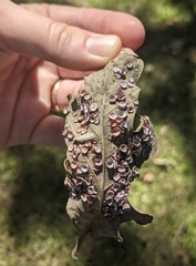 Phylloteras volutellae