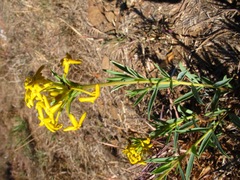 Lasiosiphon capitatus