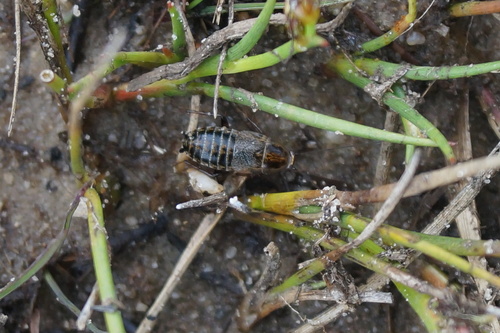 Lesser Cockroach photo 3