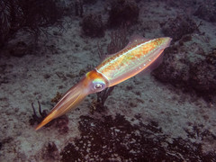 Sepioteuthis sepioidea