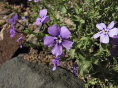 Jamesbrittenia fruticosa
