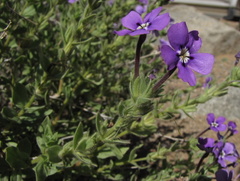 Jamesbrittenia fruticosa