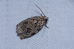 Phaecasiophora leechi